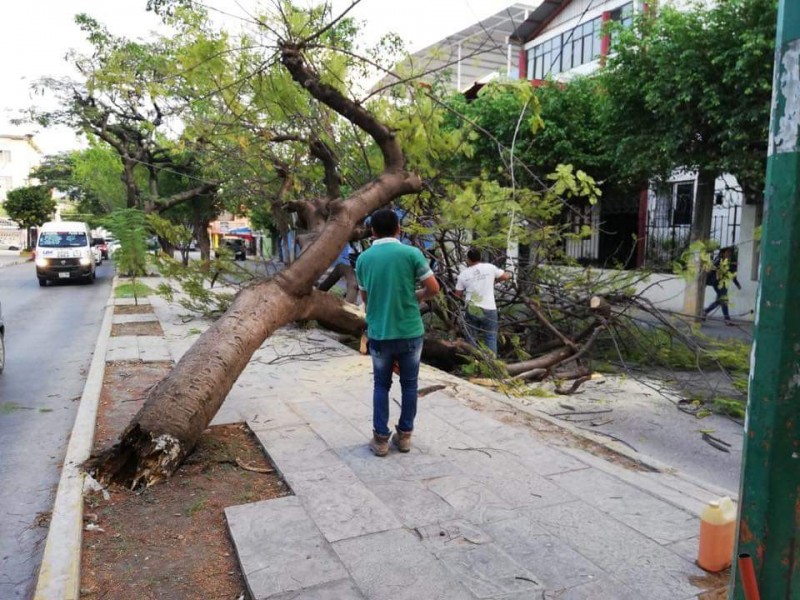 Caída de 4 árboles por vientos en TGZ