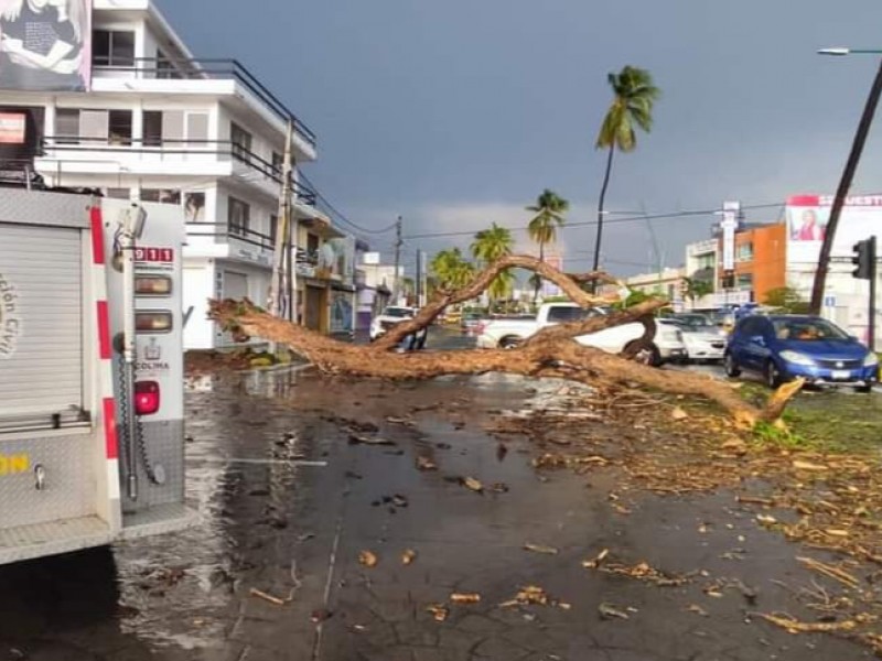 Caída de árbol bloquea avenida Camino Real de Colima