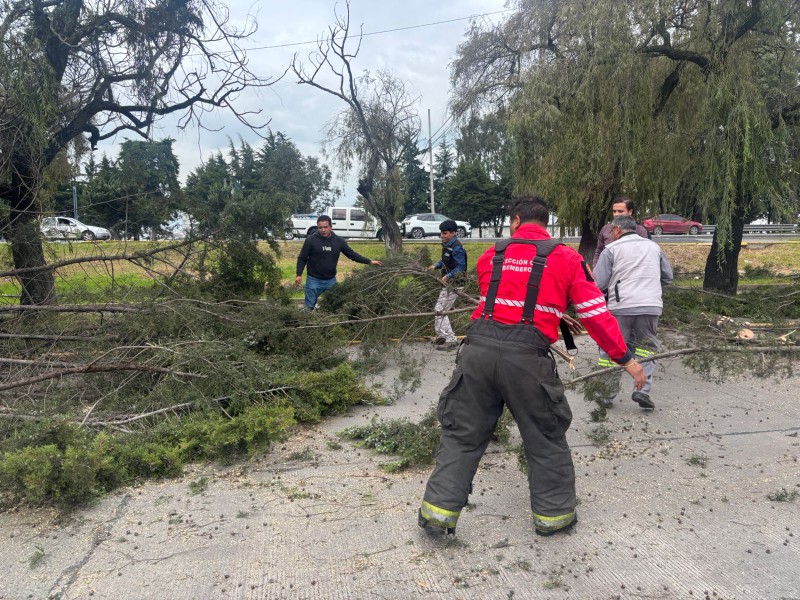 Caída de árbol en Paseo Tollocan afectó el tránsito vehicular