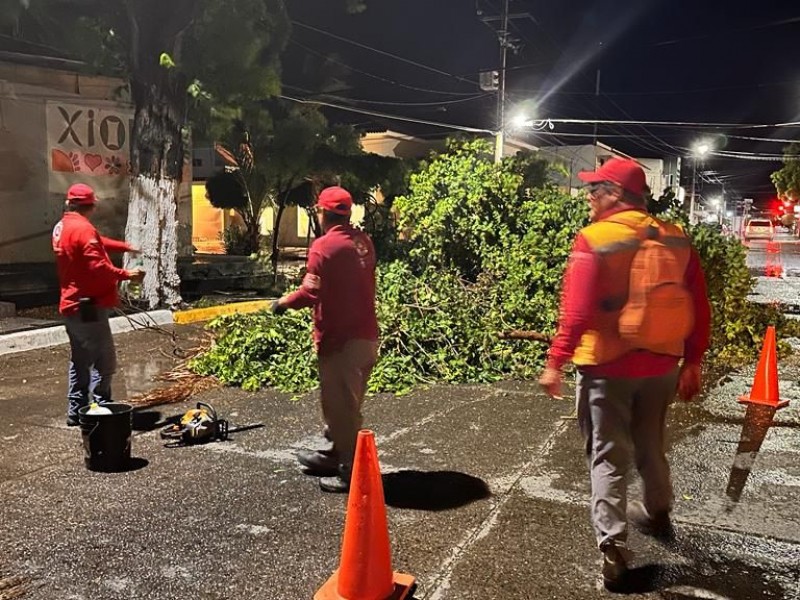 Caída de árboles dañó red eléctrica en comunidades de Guasave