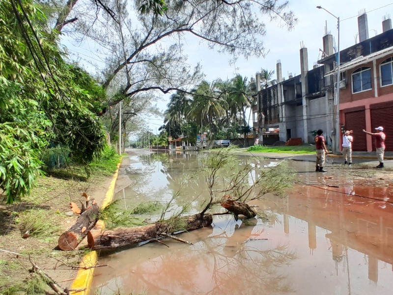 Caída de ramas se lleva cableado en Bulevard Lázaro Cárdenas