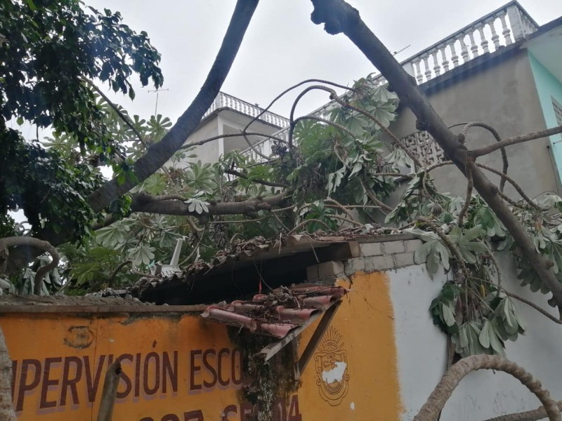 Caída de una barda, espectacular y varios árboles en Acapulco