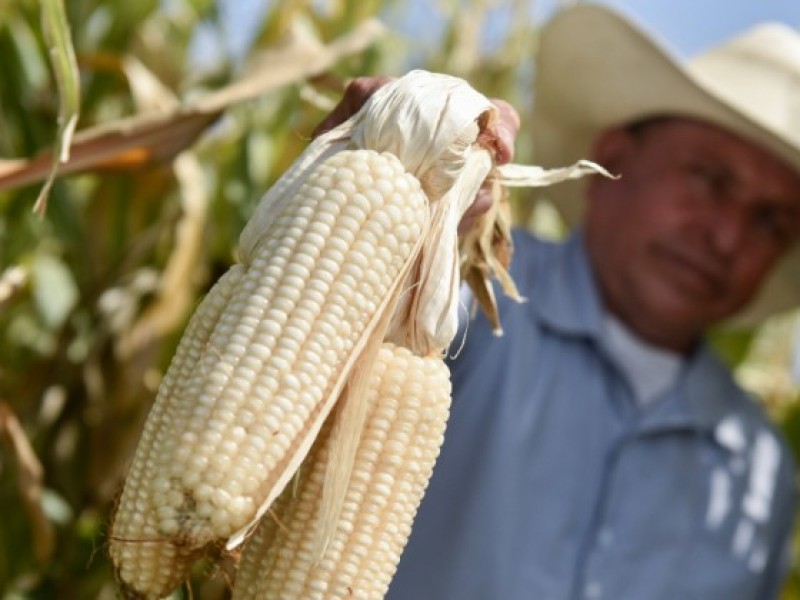 Caída en precios de granos golpea rentabilidad agrícola