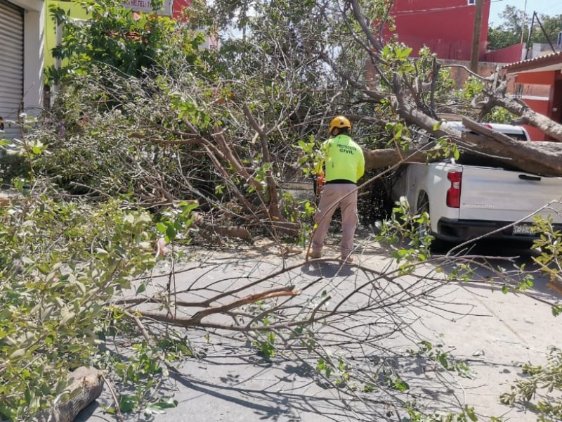 Caídas de árboles y apagones en Juchitán por fuertes vientos