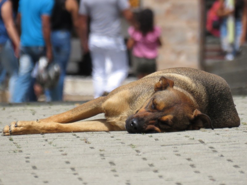 Cajeme: 1,526 animales viviendo en la calle durante 2023
