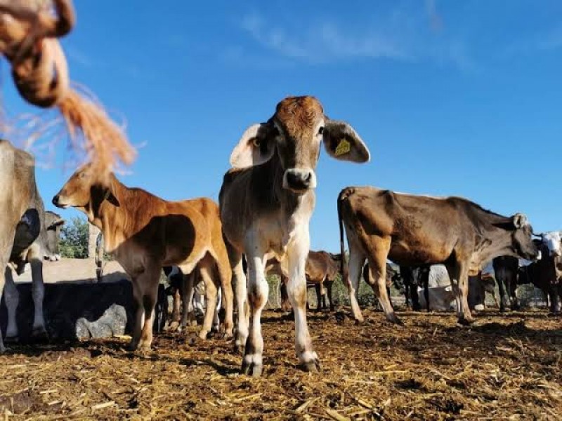 Cajeme: Asociación Ganadera recibe apoyo del Estado para nutrir ganado