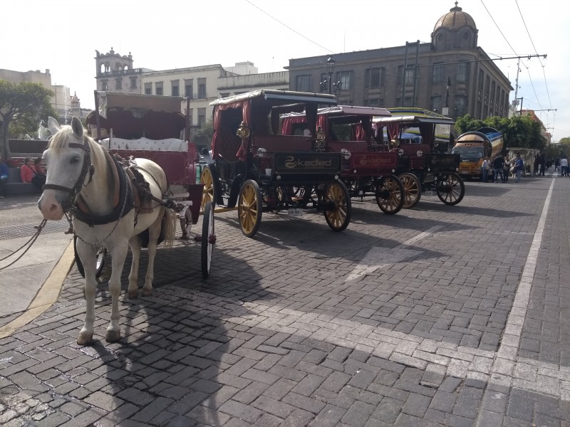 Calandrias inician nueva ruta sobre Paseo Alcalde