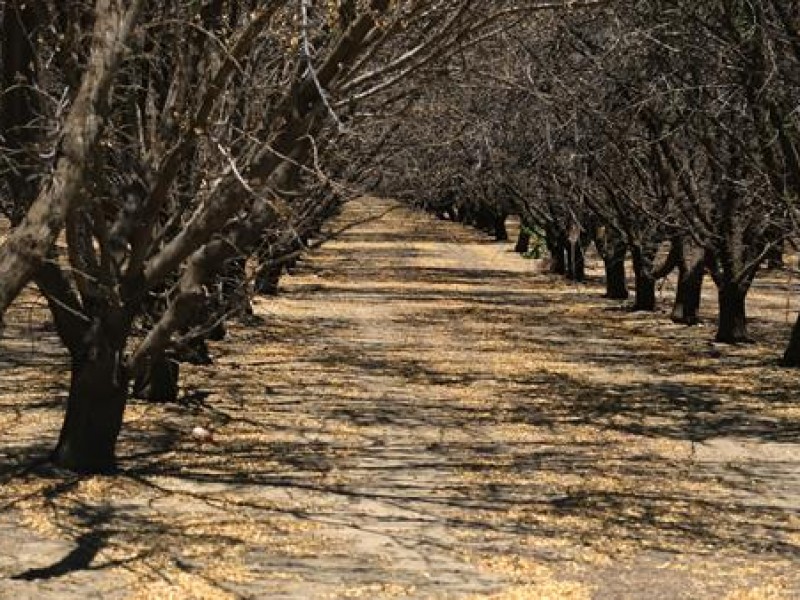 California se seca: miles de hectáreas sin plantar