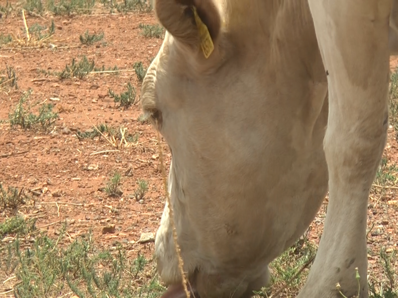 Calor ha causado estragos en el campo y ganado: Gobernador