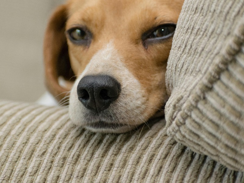 Calor impacta en animales de compañía