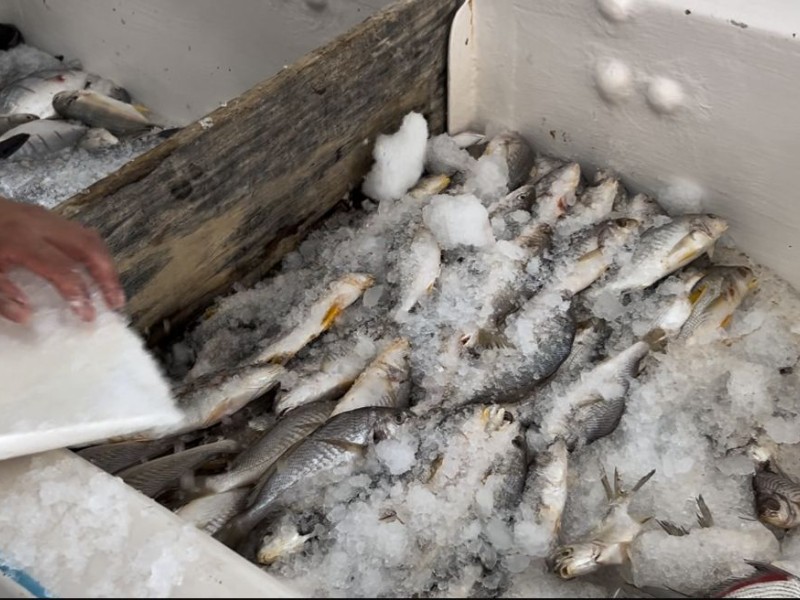 Calor incrementa consumo de hielo en pescaderías tuxpeñas