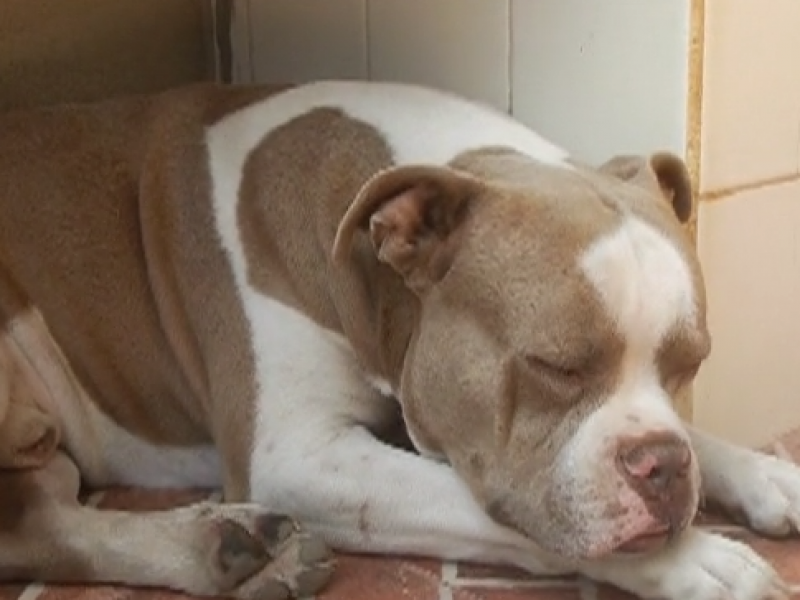 Calor, puede afectar a las mascotas