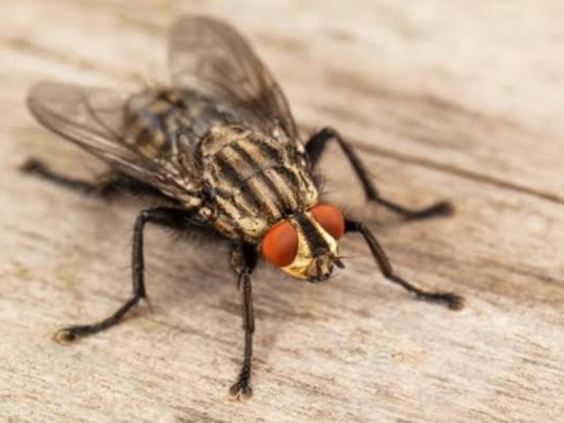 Calor y humedad ocasionan plaga de moscas en Hermosillo