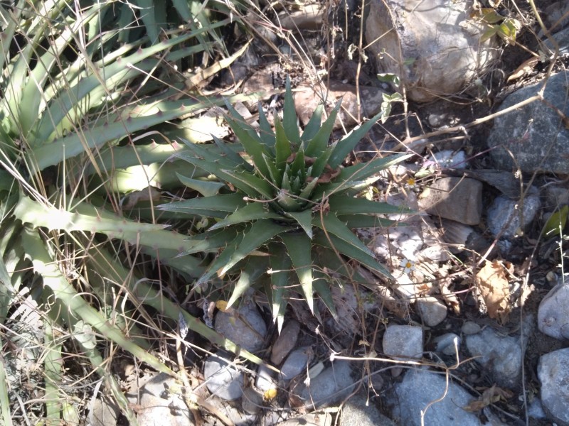 Caltepec: por sequía cambian cultivos de temporal por maguey