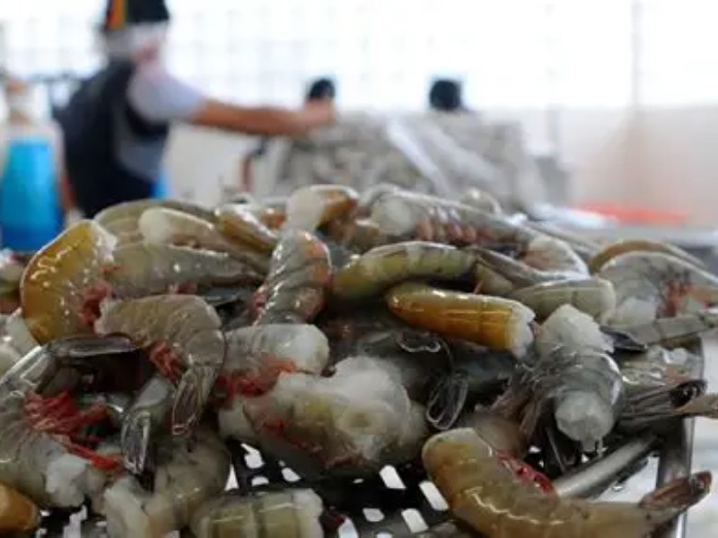 Camarón café mantiene a flote la pesca en Topolobampo