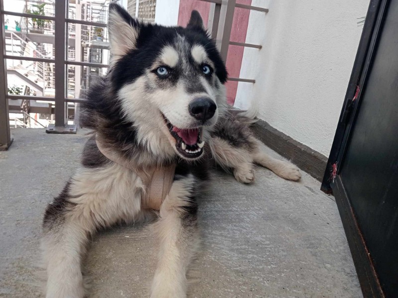 Cambia una vida con la adopción en Zamora