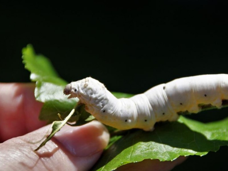 Cambio climático afecta cría de gusano de seda