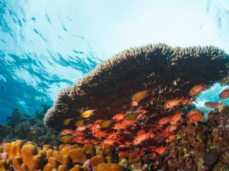 Cambio climático causa impacto inmediato en especies marinas