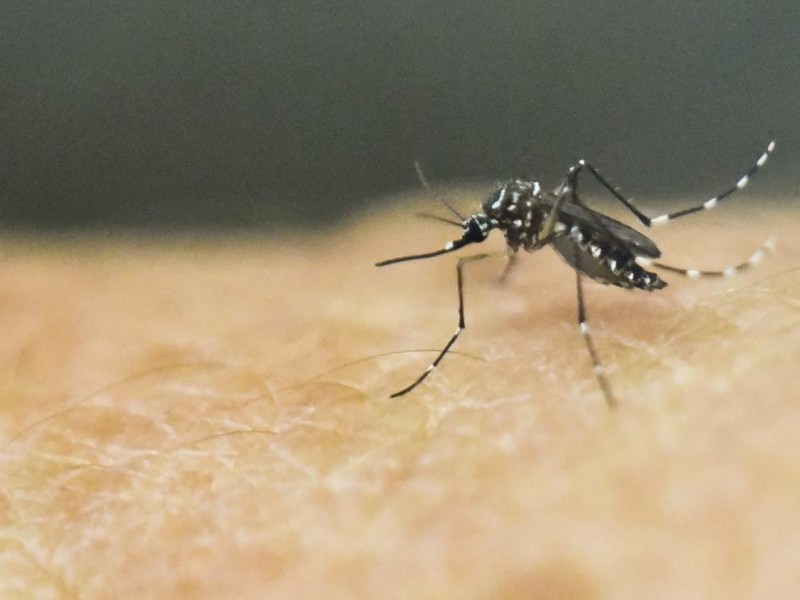 Cambio climático favorece la propagación del dengue