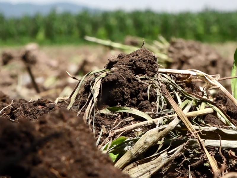 Cambio climático provoca pérdidas en el campo