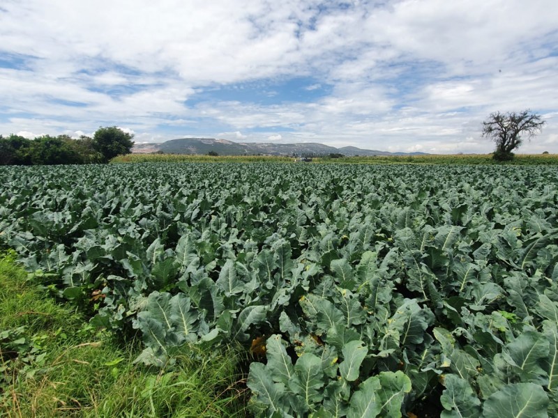 Cambio climático y plagas afectan a sector agricultor en Tepeaca