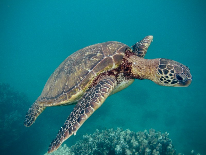 Cambio climático ya amenaza a miles de especies animales