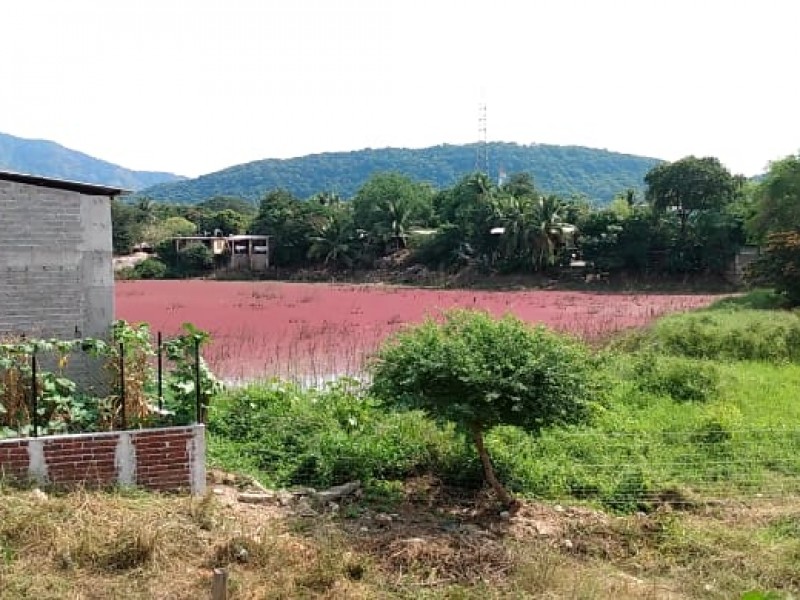 Cambio de color en laguna El Arrecife es natural: Dimaren