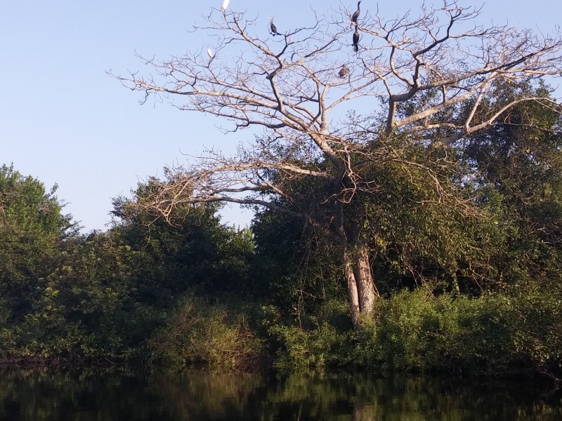 Cambio de uso de suelo, amenaza de manglares