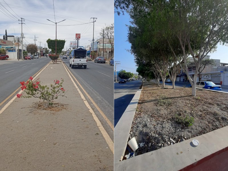 Camellones y jardines en malas condiciones, presentan sequía