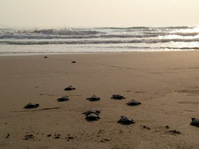 Campamento Tortuguero espera apoyos de nueva administración estatal