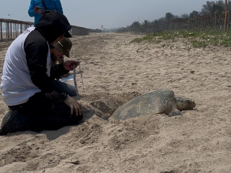 Campamento Tortuguero Las Barras protege más de 100 nidos de tortuga