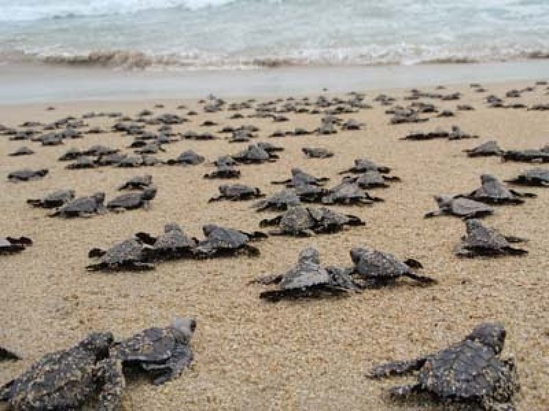 Campamento Tortuguero piden apoyo para gasolina