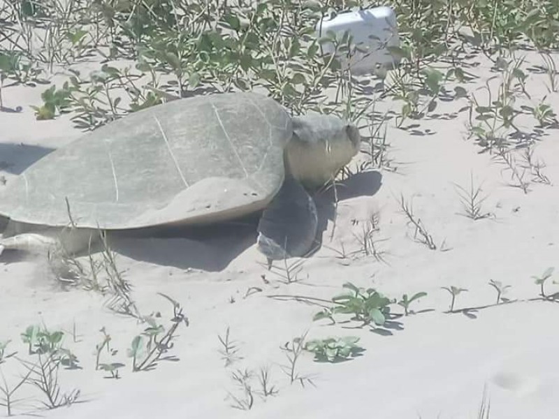 Campamento Tortuguero realizará evento con causa