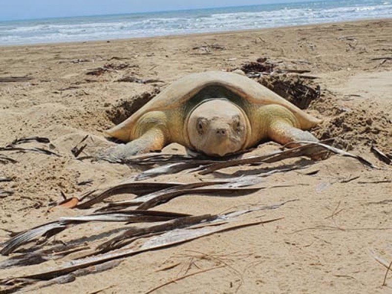 Campamentos atentos al arribo de las tortugas en Tuxpan