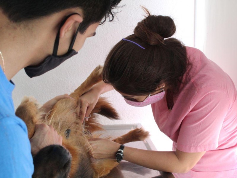 Campaña de esterilización de mascotas al 2X1 durante agosto