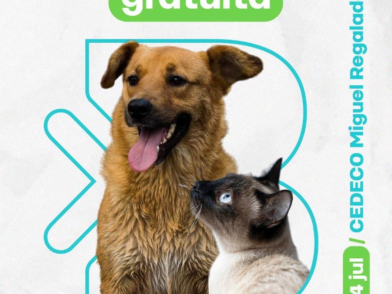 Campaña de esterilización gratuita en Zamora