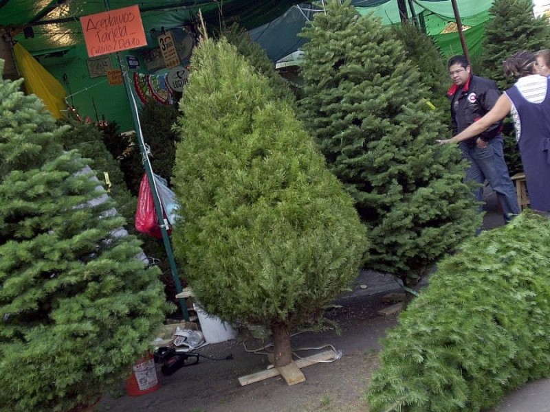 Campaña de recolección de árboles naturales de navidad en Querétaro