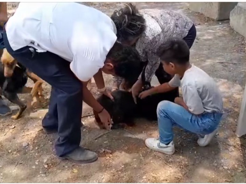 Campaña de vacunación antirrábica gratuita protege a mascotas en Tuxpan