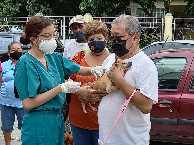 Campaña de vacunación antirrábica para mascotas registra alta demanda