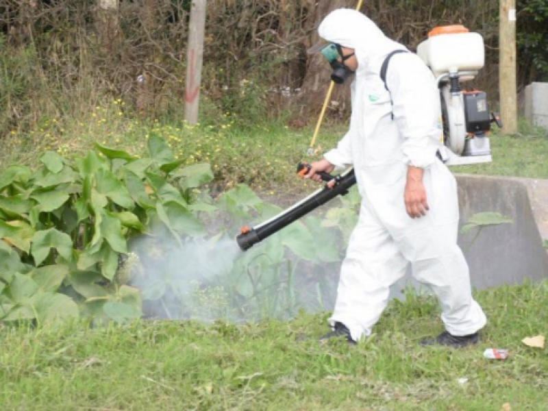 Campañas de fumigación afectan abejas