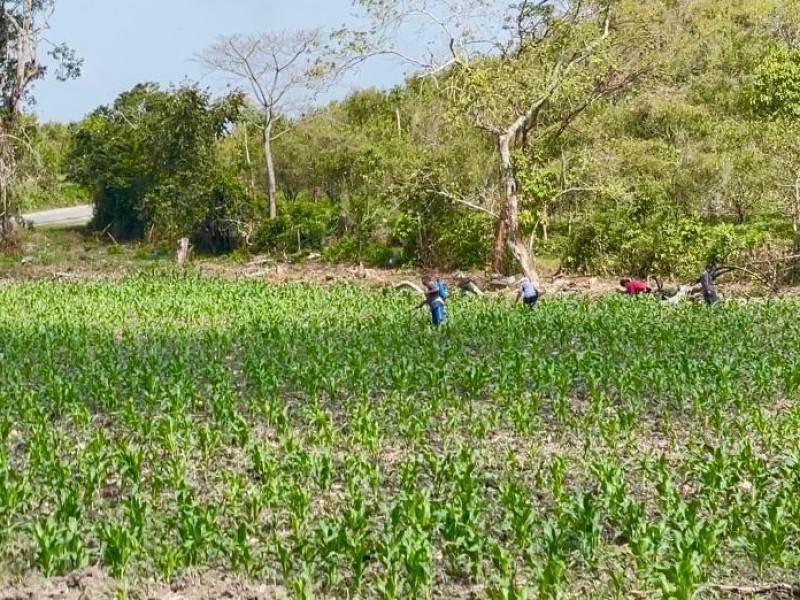 Campesinos con buen ánimo en sus milpas