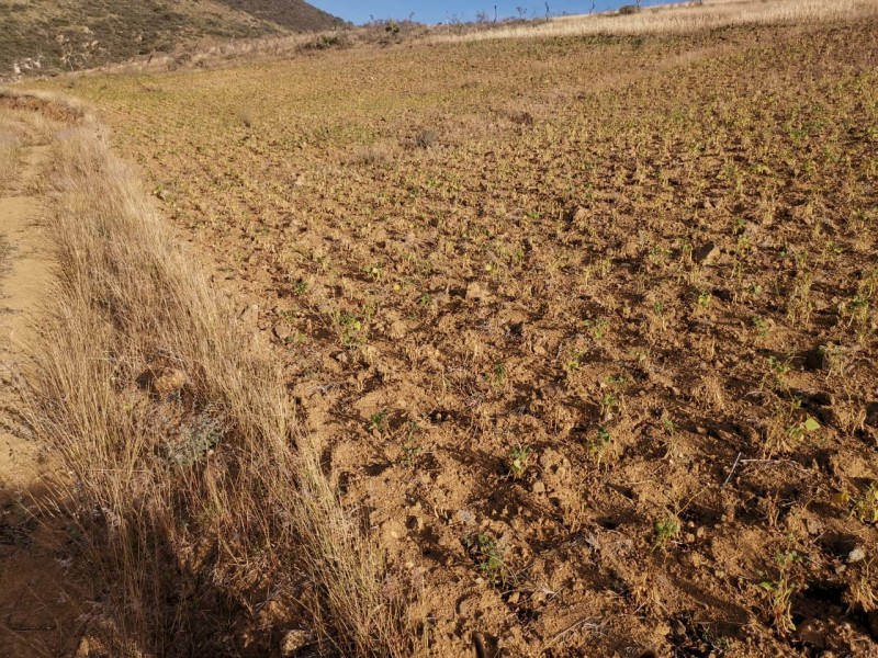 Campesinos de Ajalpan reportan perdida de sus cosechas por sequía