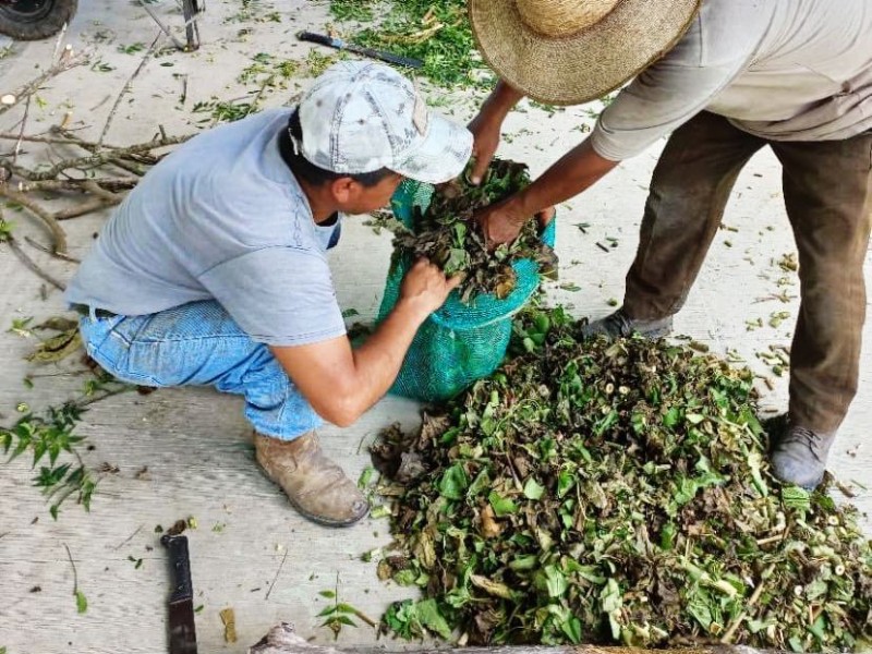 Campesinos de Álamo elaboran pesticidas orgánicos