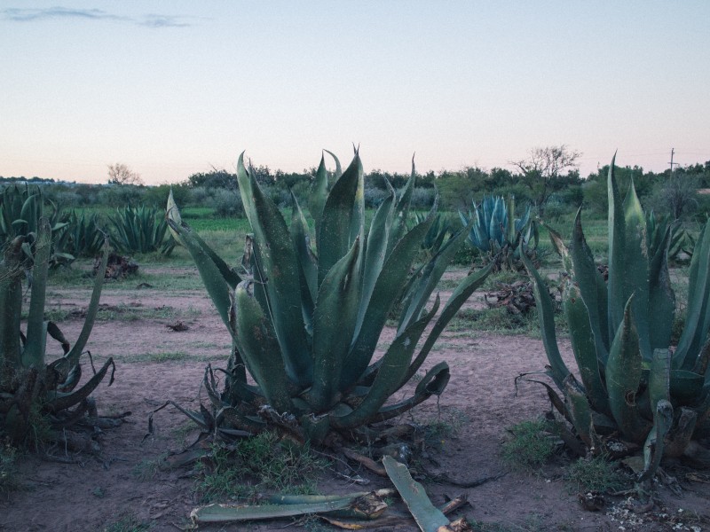 Campesinos de Manuel Doblado prefieren rentar sus tierras