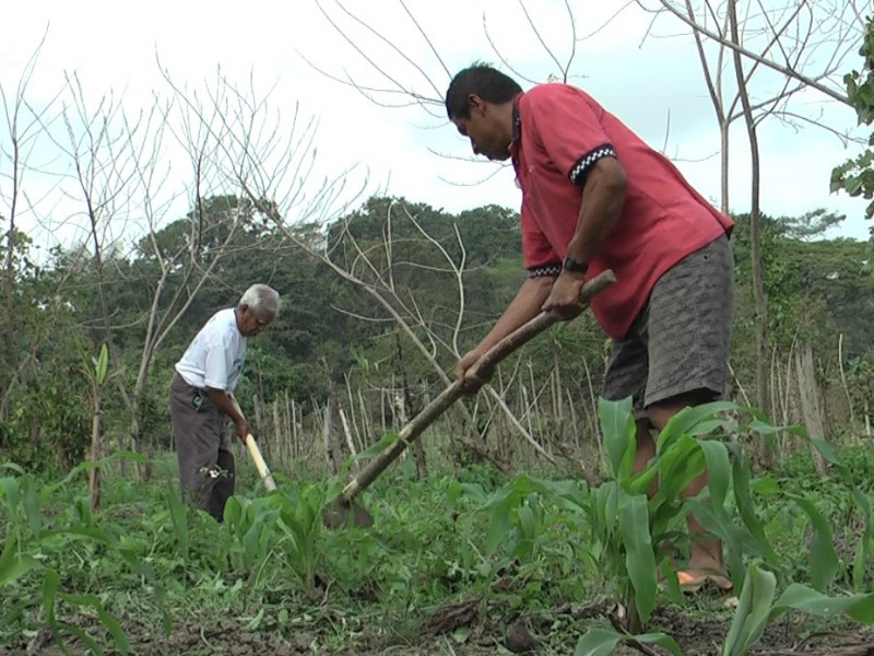 Campesinos de Tuxpan siguen en espera de semilla de frijol