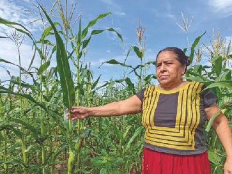 Campesinos del Istmo buscan apoyo de autoridades federales