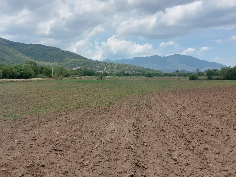 Campesinos en Mixtequilla pierden 100% de su siembra