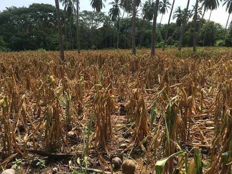 Campesinos esperan un ciclo corto de sequía