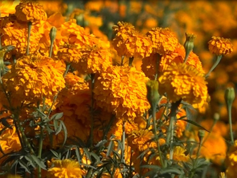 Campesinos mexiquenses inician siembra de flor de Cempasúchil