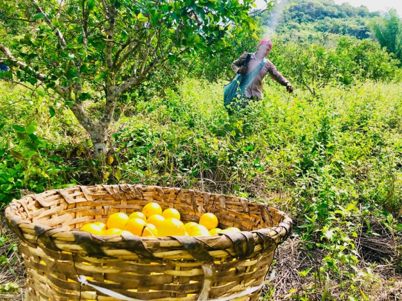 Campesinos olvidados por programas de apoyo